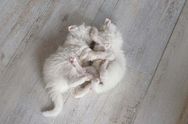 Piccoli gattini giocano tra loro