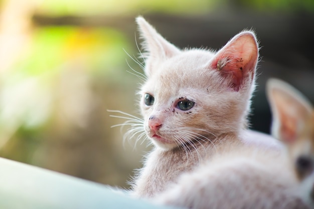 Piccoli gattini malati