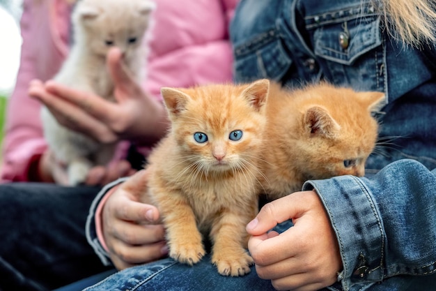 Piccoli gattini rossi carini tra le braccia dei bambini