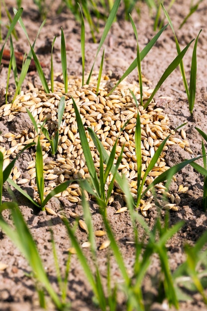 Piccoli germogli di cereali