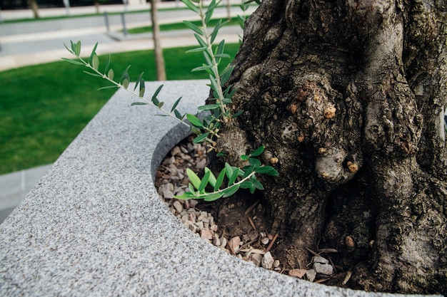 Piccoli germogli di olivo. Nuovi rami verdi. Foglie lunghe e sottili. L'albero si sta riprendendo dopo l'inverno.