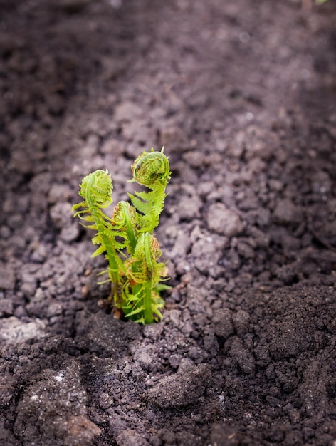 Piccoli giovani germogli verdi di felci Polypodiophyta su terreno primaverile illuminato dal sole Messa a fuoco selettiva