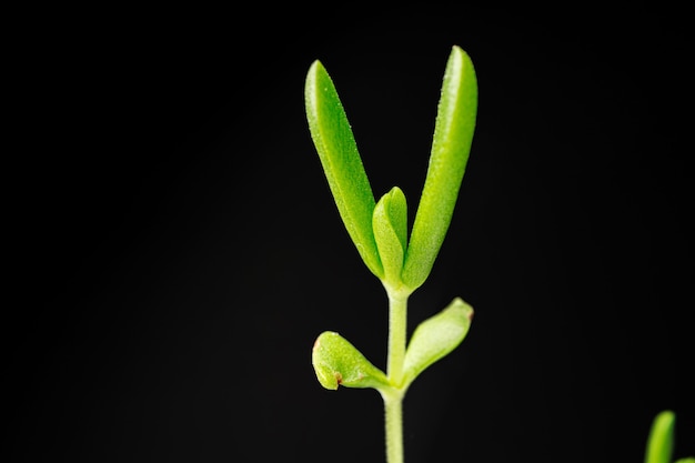 Piccoli giovani germogli verdi di una pianta su sfondo nero da vicino