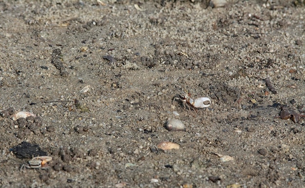 piccoli granchi bollicini di sabbia sulla spiaggia di sabbia