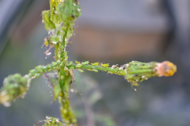 piccoli insetti verdi si posano su una pianta