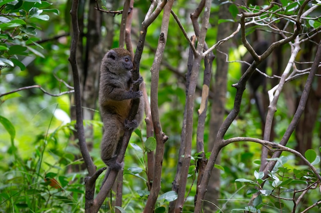 Piccoli lemure nella foresta pluviale sull'isola del Madagascar