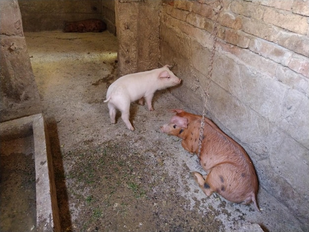 Piccoli maiali in una stalla animali allegri nel fienile giovani maiali da ingrassare