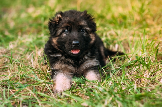 piccoli pastori tedeschi