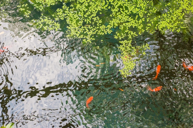 Piccoli pesci arancioni in acqua sulla vista superiore.