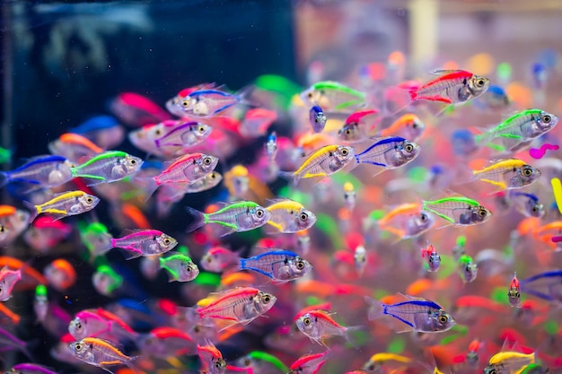 Piccoli pesci colorati che nuotano nell'acquario