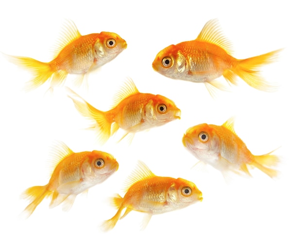 Piccoli pesci d'oro su sfondo bianco