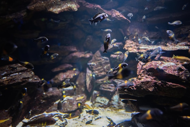 Piccoli pesci neri e gialli nuotano in acquario