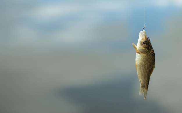 Piccoli pesci sullo sfondo del lago