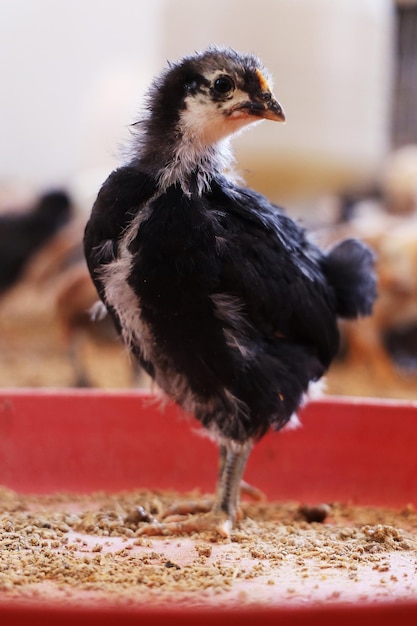 Piccoli polli colorati all'azienda avicola