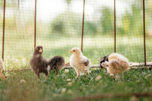 Piccoli polli dietro una rete stanno camminando fuori in una soleggiata giornata estiva