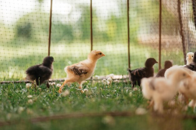 Piccoli polli dietro una rete stanno camminando fuori in una soleggiata giornata estiva