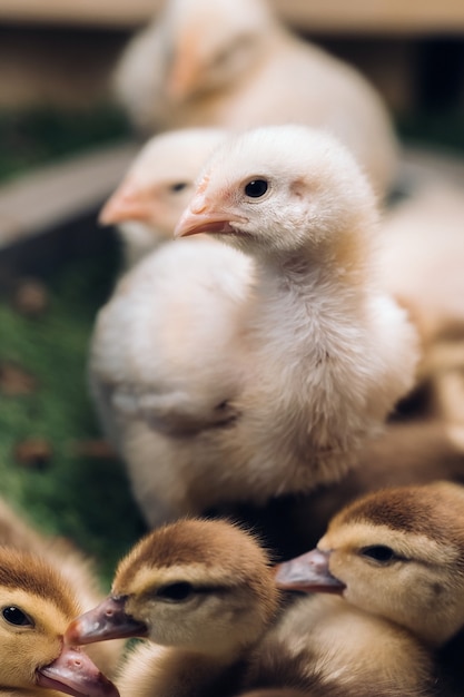 Piccoli polli e anatroccoli si crogiolano al sole sull'erba