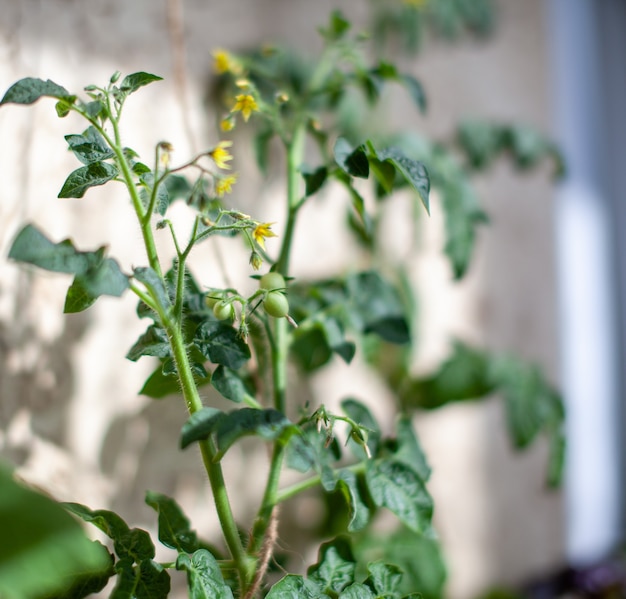 Piccoli pomodori acerbi che crescono sul davanzale della finestra giovani frutti sul cespuglio