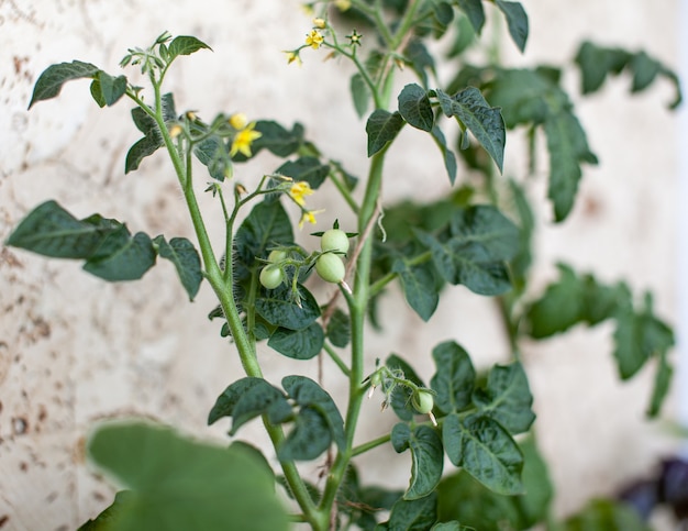 Piccoli pomodori acerbi che crescono sul davanzale della finestra giovani frutti sul cespuglio