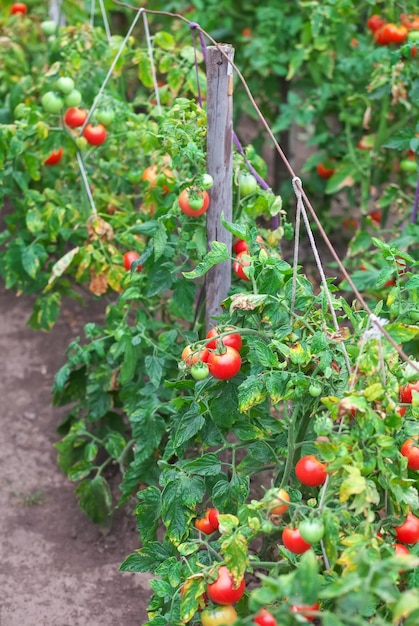 Piccoli pomodori saporiti su rami che crescono in una serra su un giardino