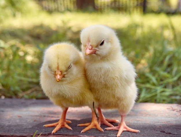 Piccoli pulcini gialli del bambino sveglio