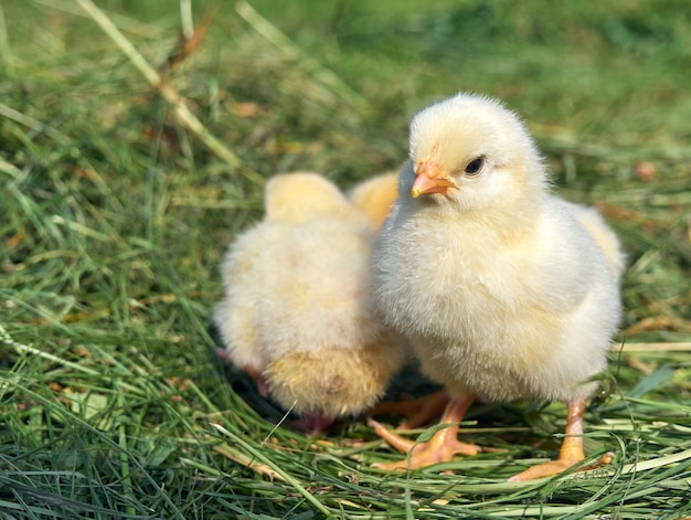 Piccoli pulcini gialli del bambino sveglio.