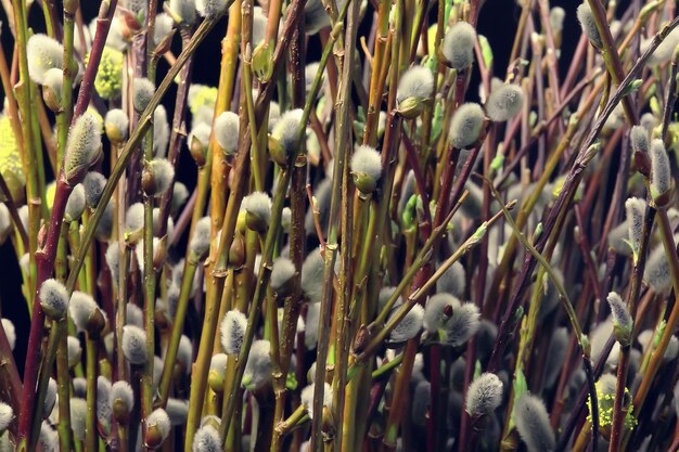 piccoli rami con boccioli foglie / sfondo primaverile, concetto freschezza botanica giovinezza