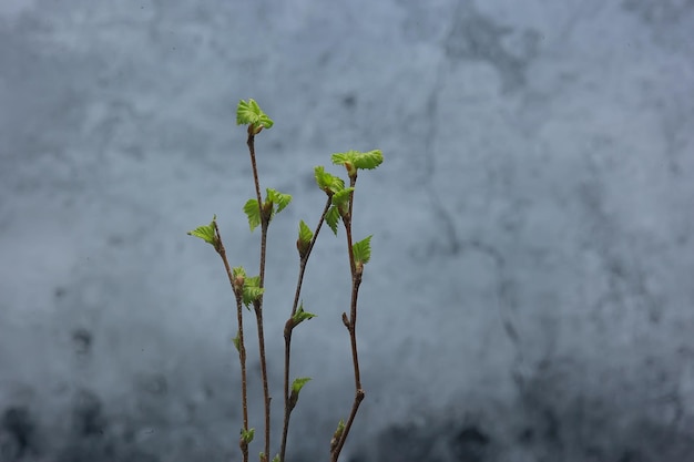 piccoli rami con foglie di boccioli / sfondo primaverile, concetto freschezza botanica gioventù