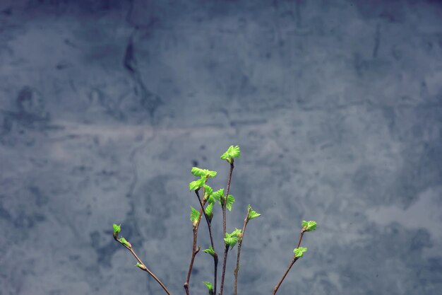 piccoli rami con foglie di boccioli / sfondo primaverile, concetto freschezza botanica gioventù