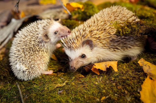 Piccoli ricci pigmei africani