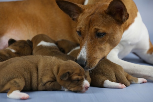 piccoli simpatici cuccioli addormentati