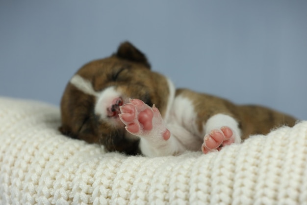 piccoli simpatici cuccioli addormentati