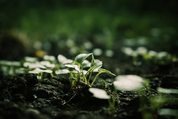 Piccoli teneri germogli di verde crescono dal terreno 4