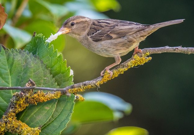 piccoli uccelli di diversi colori e diverse canzoni illuminano l&#39;estate