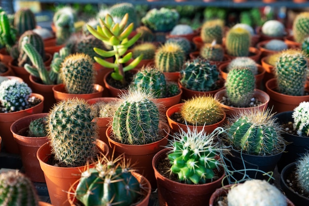 Piccoli vasi decorativi con fiori di cactus. Vista dall'alto Decorare con fiori freschi. Fiori domestici