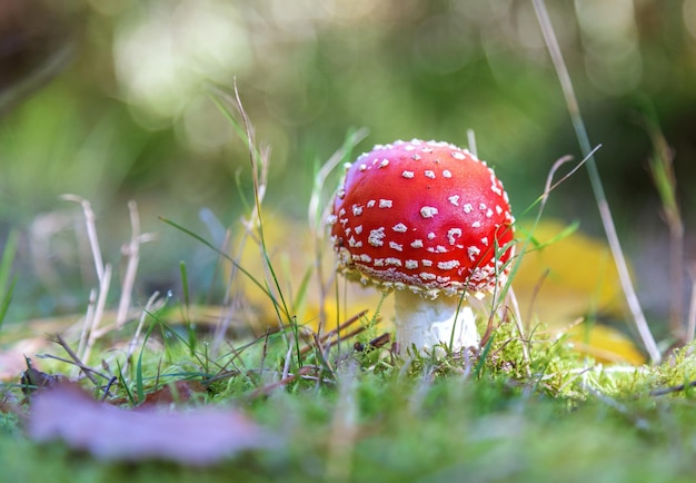 piccolo agarico di mosca rossa sullo sfondo della foresta verde