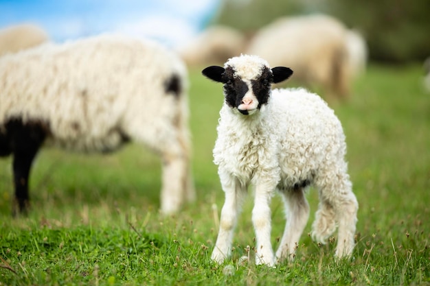 Piccolo agnello carino in piedi sull'erba in una giornata di sole Pascolo di pecore e allevamento di animali domestici