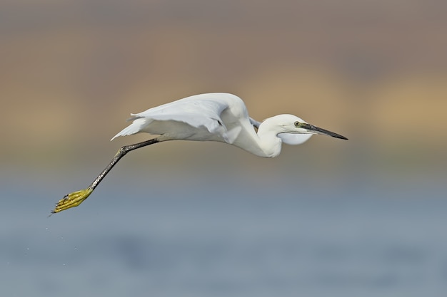 Piccolo airone bianco in azione