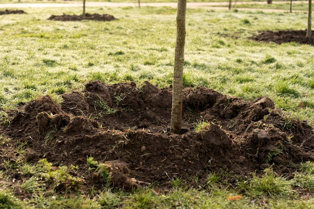 Piccolo albero che cresce con il sole nel concetto di eco giardino