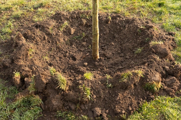 Piccolo albero che cresce con il sole nel concetto di eco giardino