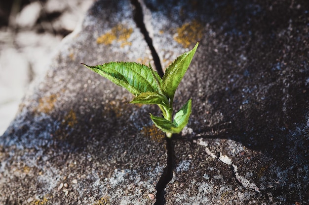 Piccolo albero che cresce nella vecchia pianta della crepa della lapide cresciuta sulla roccia, speranza della resurrezione, anima eterna e nuovo concetto di vita