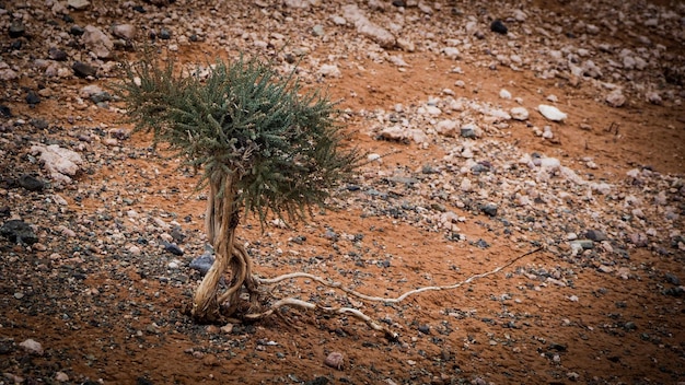 Piccolo albero che cresce sulla formazione rocciosa delle scogliere fiammeggianti nel deserto del Gobi della Mongolia