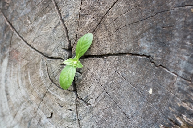 piccolo albero che cresce