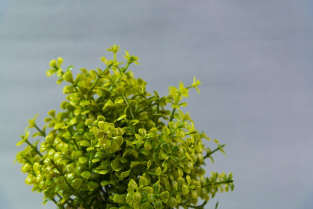 Piccolo albero decorativo su sfondo grigio