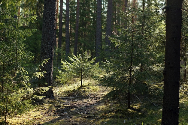 Piccolo albero di Natale nella foresta in estate.