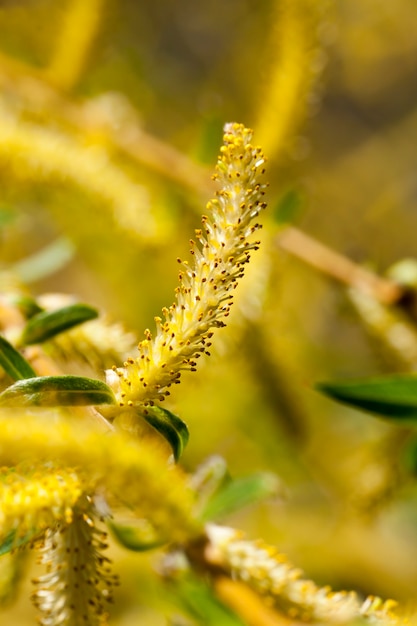 Piccolo albero di salice lungo fiori gialli al momento della fioritura primaverile, primo piano