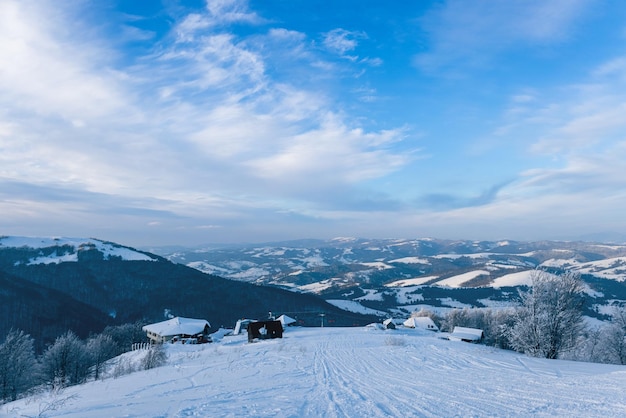 Piccolo albero fragile coperto di brina solitario cresce da un cumulo di neve sullo sfondo delle montagne invernali. Concetto di una foresta morente e di una cattiva ecologia