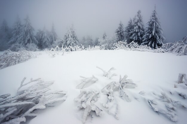 Piccolo albero fragile coperto di brina solitario cresce da un cumulo di neve sullo sfondo di giganteschi abeti nevosi sfocati secolari. Concetto di foresta morente e cattiva ecologia