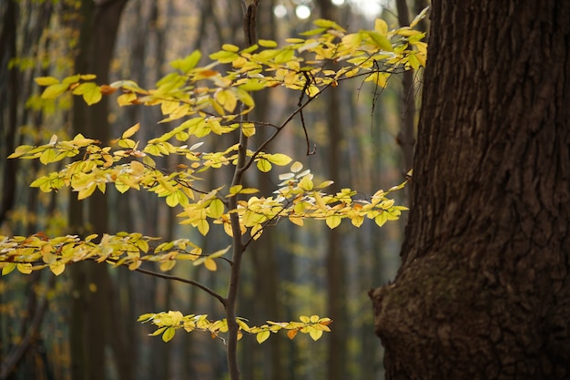 Piccolo albero giallo nella foresta di autunno