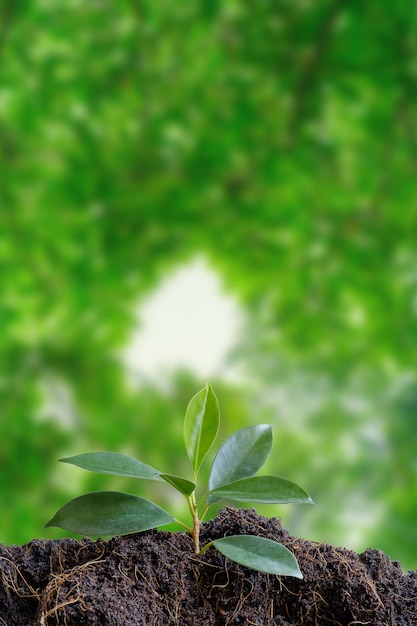 Piccolo albero nel terreno